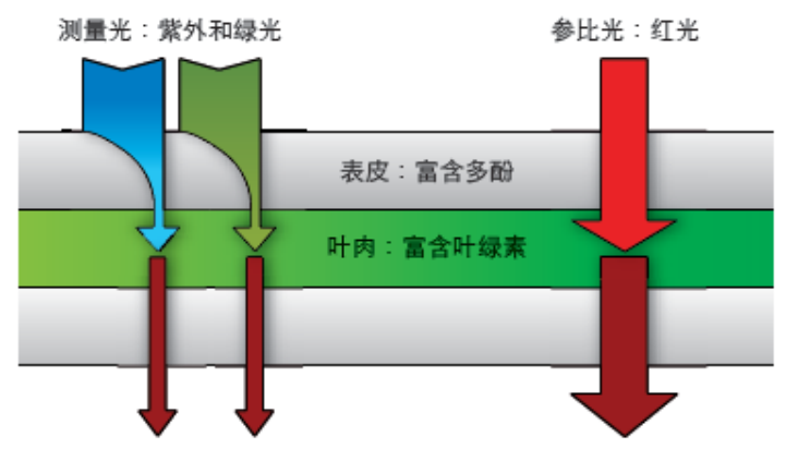 類(lèi)黃酮測(cè)量原理